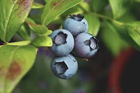 A dublat suprafața plantată cu afin, cu fonduri europene. Cat Te CostÄ SÄ InfiinÈezi O PlantaÈie De Afin CulturÄ De NiÈÄ Care Merge Bine Pe SuprafeÈe Mici Èi Aduce Profit Anual De 20 000 De Euro La Hectar