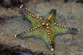 Untuk melihat detail lagu elyana tapak sulaiman klik salah satu judul yang cocok, kemudian untuk link download elyana. Mengapa Starfish Digelarkan Tapak Sulaiman Dalam Bahasa Melayu Iluminasi