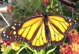 Image result for Monarch Butterfly