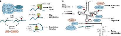 Modification synonyms, modification pronunciation, modification translation, english dictionary definition of modification. Rna Modifications Modulate Gene Expression During Development Science