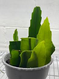 You can also propagate cacti by cutting off one of the pads. Please Tell Me I Didn T Do This Wrong Propagation Of A Night Blooming Cereus Epiphyllum Oxypetalum Plantclinic
