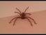 Biggest Giant Huntsman Spider