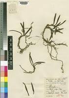 Image result for Ancistrorhynchus