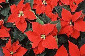 Poinsetta Poinsettia Plant Christmas Flowers Flowers