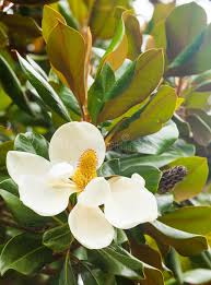 Image result for ficus elastica flower