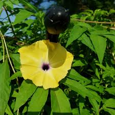 Image result for Ipomoea tuberculata