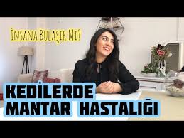 Cat Fungal Disease Treatment Kedilerde Mantar Tedavisi Youtube