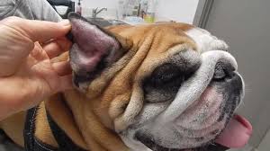Image result for abscess dog's ear flap