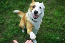 Wohlmöglich in einer etagenwohnung ohne garten? Erwachsene Hunde Erziehen 7 Tipps Zur Richtigen Hundeerziehung