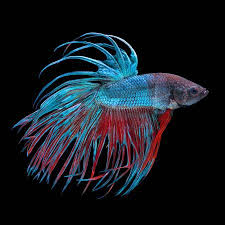 Poisson Combattant Siamois De Couleur Bleue Et Rouge Betta Splendens Isole Sur Fond Noir Poisson Combattant Betta Fond Noir