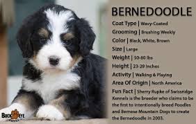 Black Bernese Mountain Dog Poodle Mix Bernedoodlelove Bernedoodle Puppies Are Low Shedding Allergy Friendly Pets They Are Loving With Their Bernedoodle Puppy Bernedoodle Family Friendly Dogs