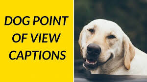 Maybe you would like to learn more about one of these? 100 Dog Instagram Captions You Ll Love To Share