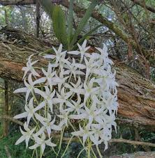 Image result for Mystacidium