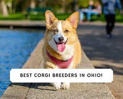 Cowboy corgi puppies for sale ohio. 3 Best Corgi Breeders In Ohio 2021 We Love Doodles
