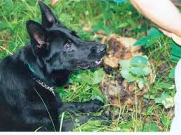 This technology sends powerful, short bursts (pulses) of current through the coil of wire. Detection Dog An Overview Sciencedirect Topics