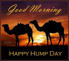 That geico commercial with the camel doesn't really hit home with thor. Camel Saying Hump Day Page 4 Line 17qq Com