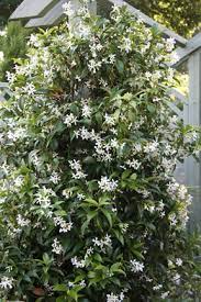 If your unhappy or your plants fail to grow. Screening Plants For Rhs Gardening