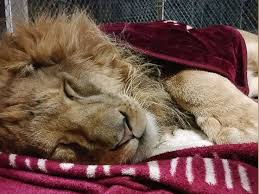 Rescued Lion Cannot Sleep Without His Blanket Cat Obsession African Lion Animals