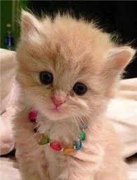 Meski demikian kucing ini sudah populer diseluruh dunia termasuk indonesia. Info Terbaru Foto Anak Kucing Imut Dan Lucu Ideku Unik