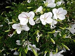 Image result for Bauhinia macrantha