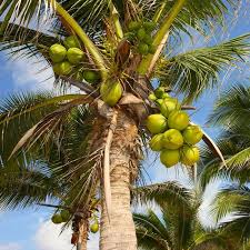 But all types of vegetation that is permanent is classified as trees and. Coconut Palm Trees For Sale Fastgrowingtrees Com