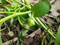 Image result for Ipomoea aquatica