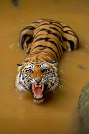 Bengal Kaplani In 2020 Animals Wildlife Big Cats