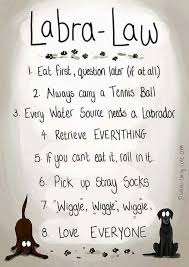 21 Quotes That Will Change The Way You Think About Labradors Lab Puppies Labrador Labrador Retriever