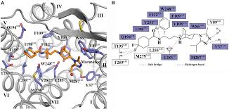 In humans, the ccr5 gene that encodes the ccr5 protein is located on the short (p). Structure Of The Ccr5 Chemokine Receptor Hiv Entry Inhibitor Maraviroc Complex Science