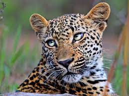 Our best effort is put into bringing value to you as a trusted partner. What Are The World S Big Cats And Where Do They Live