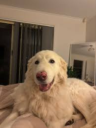 Why do some Maremma dogs have pink or brown noses?