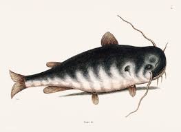 Black And Yellow Fish Drawing Cat Fish Bagre Secunde From The Natural History Of Carolina Florida And The Bahama Islands 1754 By Mark Catesby Catfish Fish Illustration Fish Drawings