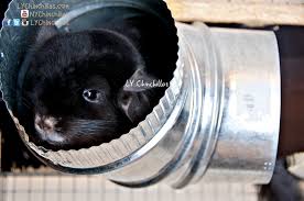 8 diy hamster cages you can build today; How To Build A Custom Chinchilla Cage Ly Chinchillas