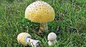 Guessowii is the common, bright yellow and/or yellow and orange fly agaric of eastern north america. Italiano Amanita Muscaria Var Formosa Sistematica Habitat Riconoscimento