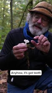 Pseudohydnum Gelatinosum: The Jiggling Mushroom