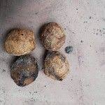 Image result for Coula edulis