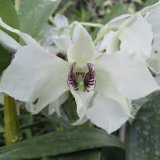 Image result for Polystachya bifida