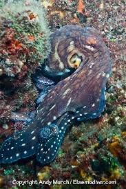 Pictures Of The Reef Or Day Octopus Images Of Octopus Cyanea Octopus Pictures Octopus Images Octopus