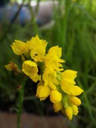 Image result for Schizochilus