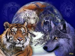 Hd Wallpaper Beautiful Picture Tiger W Wolf Animals Cats Hd Art Wallpaper Flare Wolf point chicago city lights. beautiful picture tiger w wolf animals