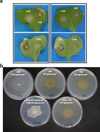 Image result for Streptocarpus montis-bingae