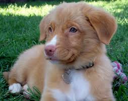 He is a very loving…. Researchbreeder Com Find Nova Scotia Duck Tolling Retriever Puppies For Sale Tests Done