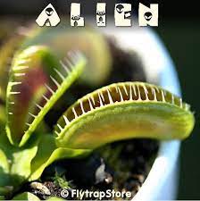 Alien Venus Fly Trap Fly Traps Venus Fly Trap Care