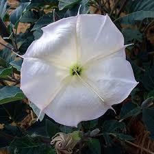 Image result for Datura stramonium
