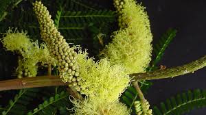 Indonesië d50 tropisch / npr 5493 basralocus 2) dicorynia spp. Species New To Science Botany 2017 Dinizia Jueirana Facao The Majestic Canopy Emergent Genus Dinizia Leguminosae Caesalpinioideae Including A New Species Endemic To The Brazilian State Of Espirito Santo