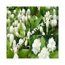 Gorank Nursery - BEAUTIFUL FLOWER PLANT KAGDA Kagda plant ...