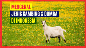 Kambing british alpine memiliki daya klimatisasi lebih baik dibanding kambing saanen. 5 Jenis Kambing Dan Domba Yang Terkenal Di Indonesia