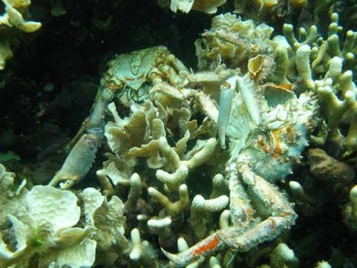 Earth's waters are quietly losing oxygen, creating a growing threat to oceans, lakes, rivers, and coastal ecosystems. Scientists warn that aquatic deoxygenation is linked to warming, pollution, biodiversity loss, and ocean acidification.