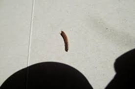 5 cm langen wurm gefunden. Kleine Tausendfussler In Der Wohnung Tiere Ungeziefer Schadlinge