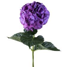 We did not find results for: Buy Hydrangea Purple Piece Flower Delivery Francavilla Al Mare Ufl